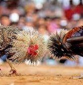 Cockfight in Betting Tradition Meets Modern Gambling