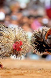 Cockfighting in betting