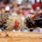 Cockfighting in betting
