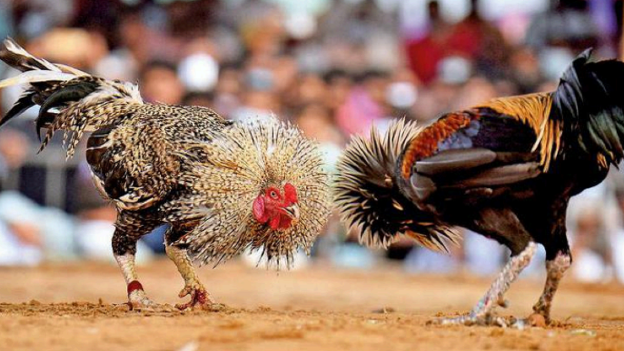 Cockfighting in betting
