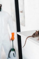 Why Professional Pest Control Matters More Than Ever