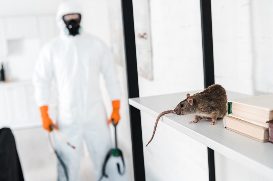 Exterminators Your First Line of Defence: Why Pest Control Matters