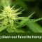 counting down our favorite hemp flowers