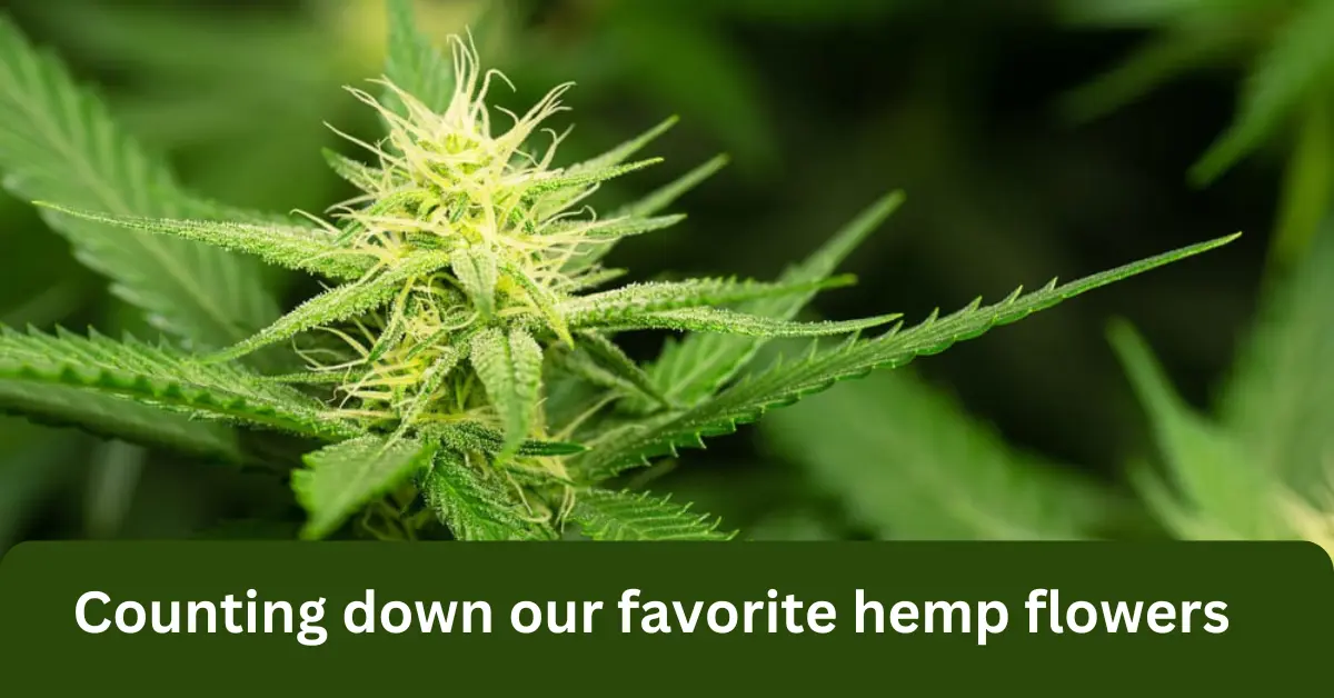 counting down our favorite hemp flowers
