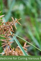 weeds medicine for curing various problems