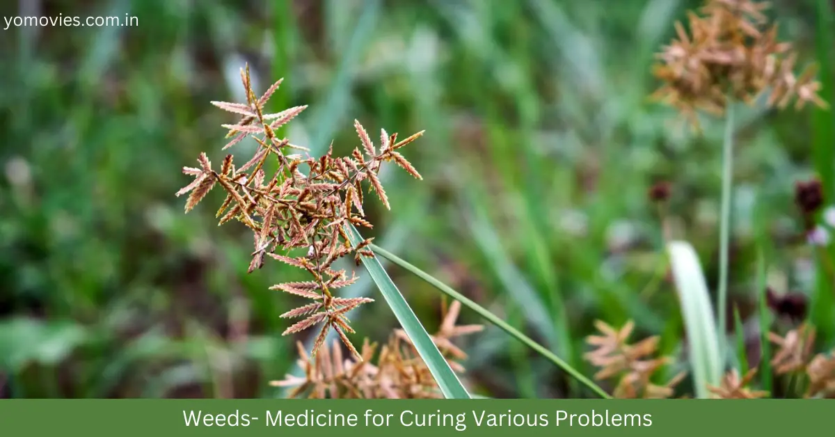 Weeds- Medicine for Curing Various Problems